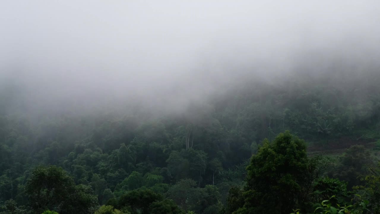 在有雾的日子里，森林里的绿色山脉景观视频素材