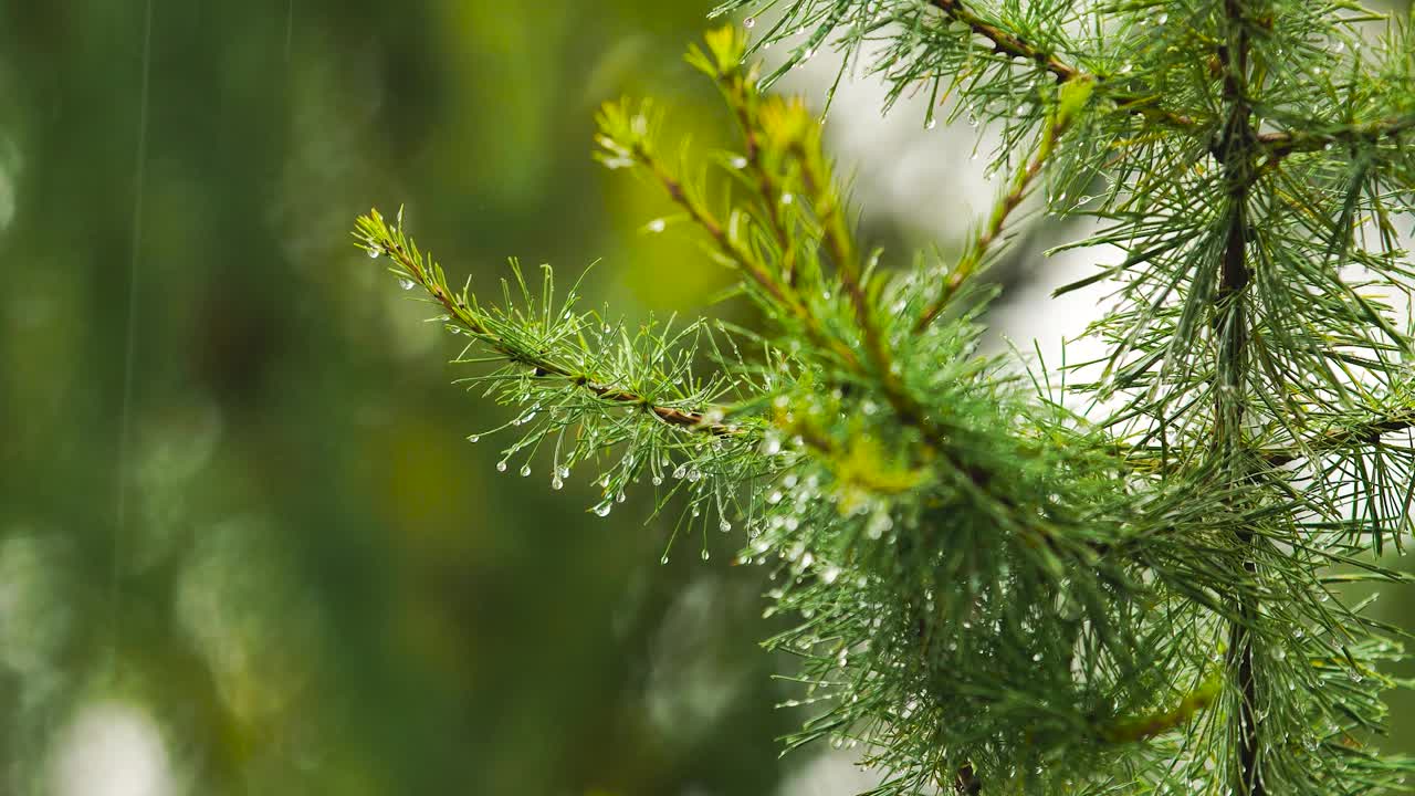 雨点落在云杉的树枝上视频素材