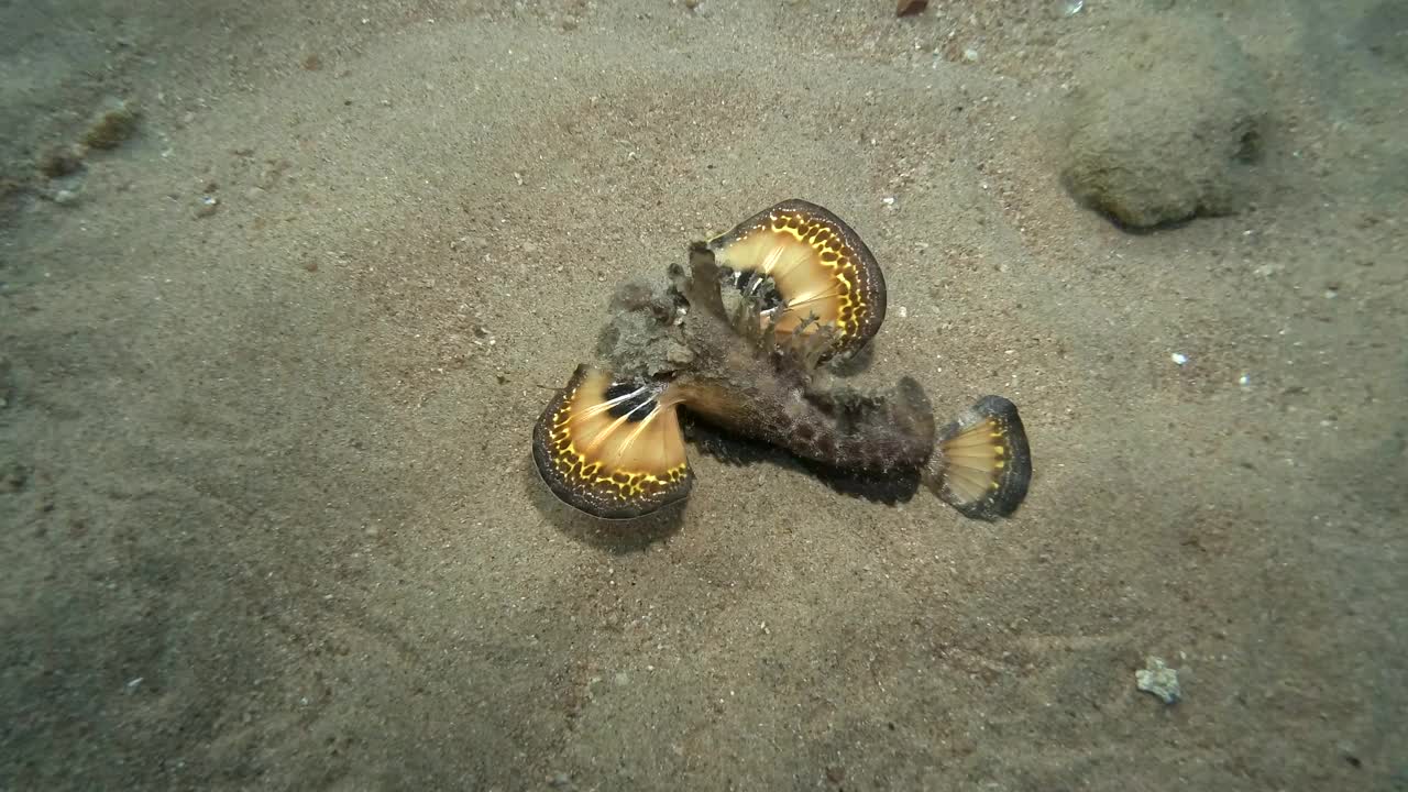 恶魔毒刺在沙地上慢慢地走着。须食尸鬼、海妖精或章鱼(dinimicus didactylus)视频素材