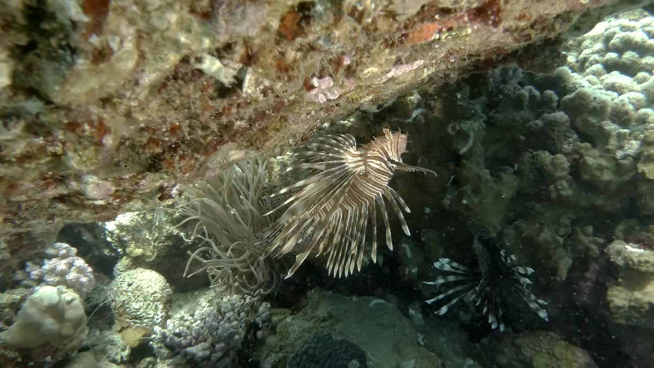 生活在珊瑚中。红狮鱼(Pterois volitans)视频素材