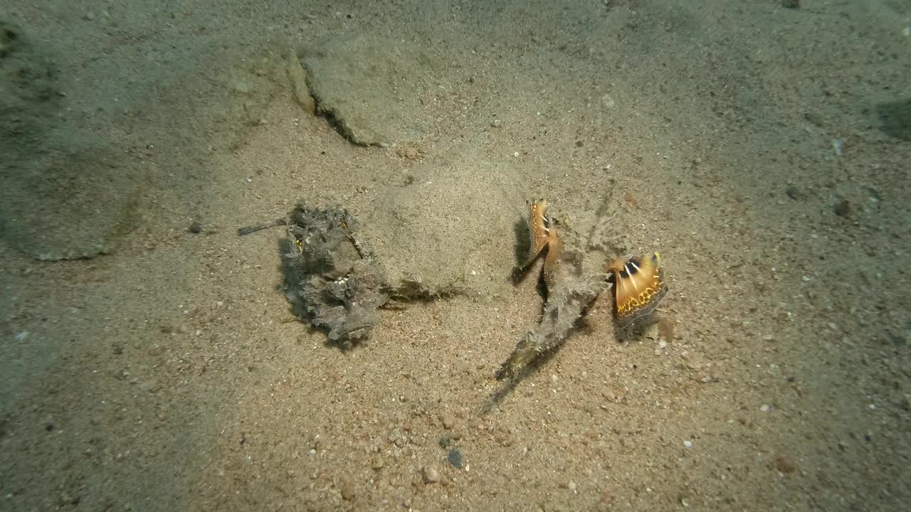 沙地上的一对恶魔毒刺(交配季节)。须食尸鬼、海妖精或章鱼(dinimicus didactylus)视频素材