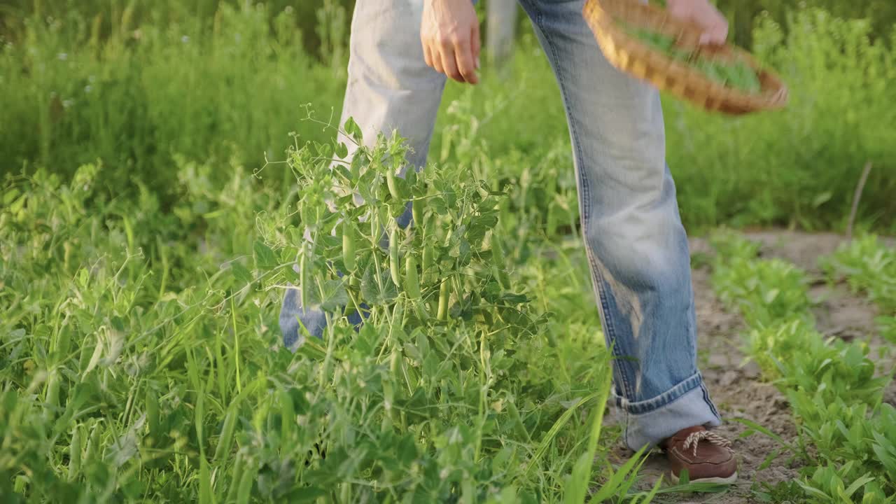 女人的手从菜园里的豌豆中收获绿色的豌豆荚视频素材