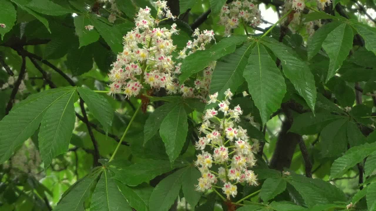 雨中的栗子。雨滴从绿叶和花朵中流下。特写。视频素材