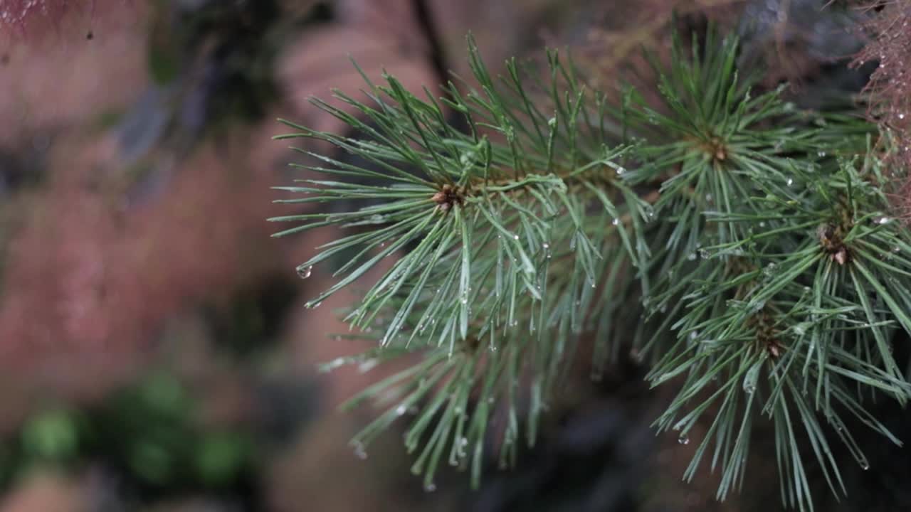 松树枝上有雨滴。视频素材