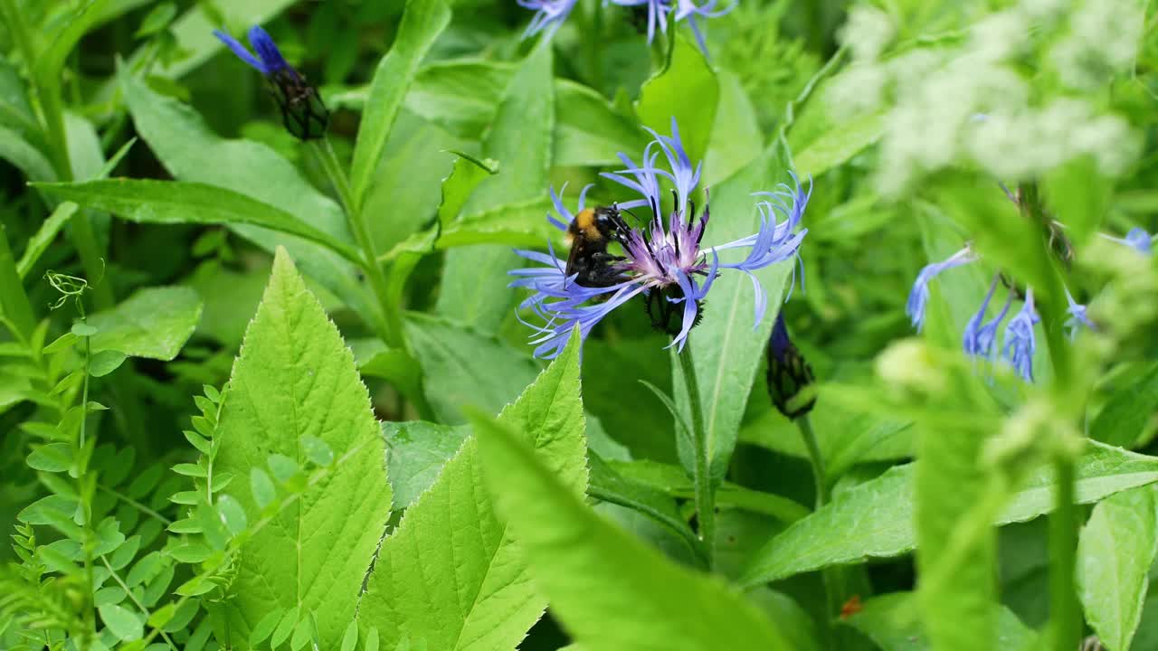 大黄蜂在花上。野生大黄蜂授粉。昆虫在其自然栖息地。视频素材