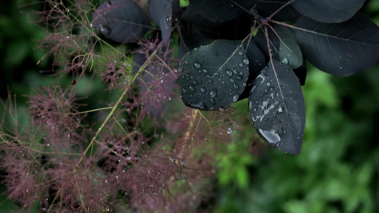 雨滴落在花园里灌木的叶子上。视频下载