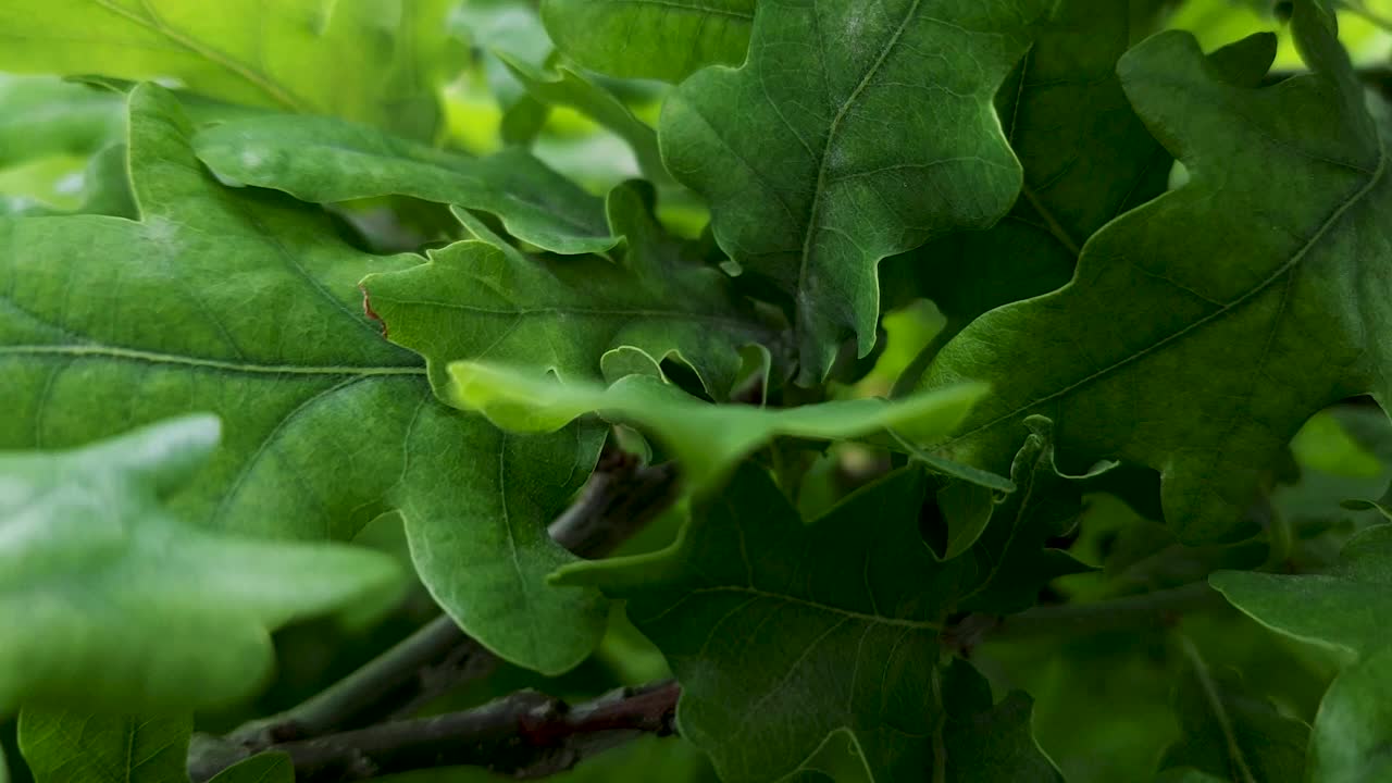 靠近模糊后退的背景绿色年轻美丽的叶子在橡树的树枝作为背景。带有复制空间的自然植物和生态概念视频素材