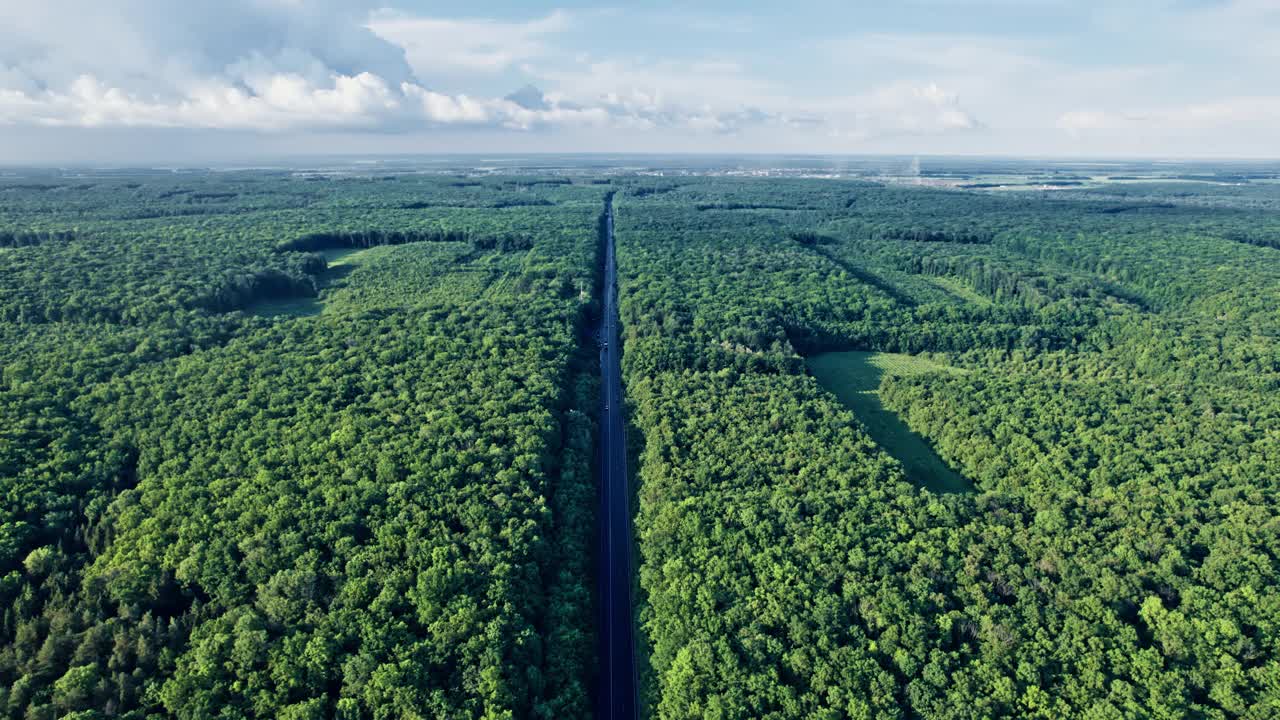 道路两侧绿油油的森林视频素材