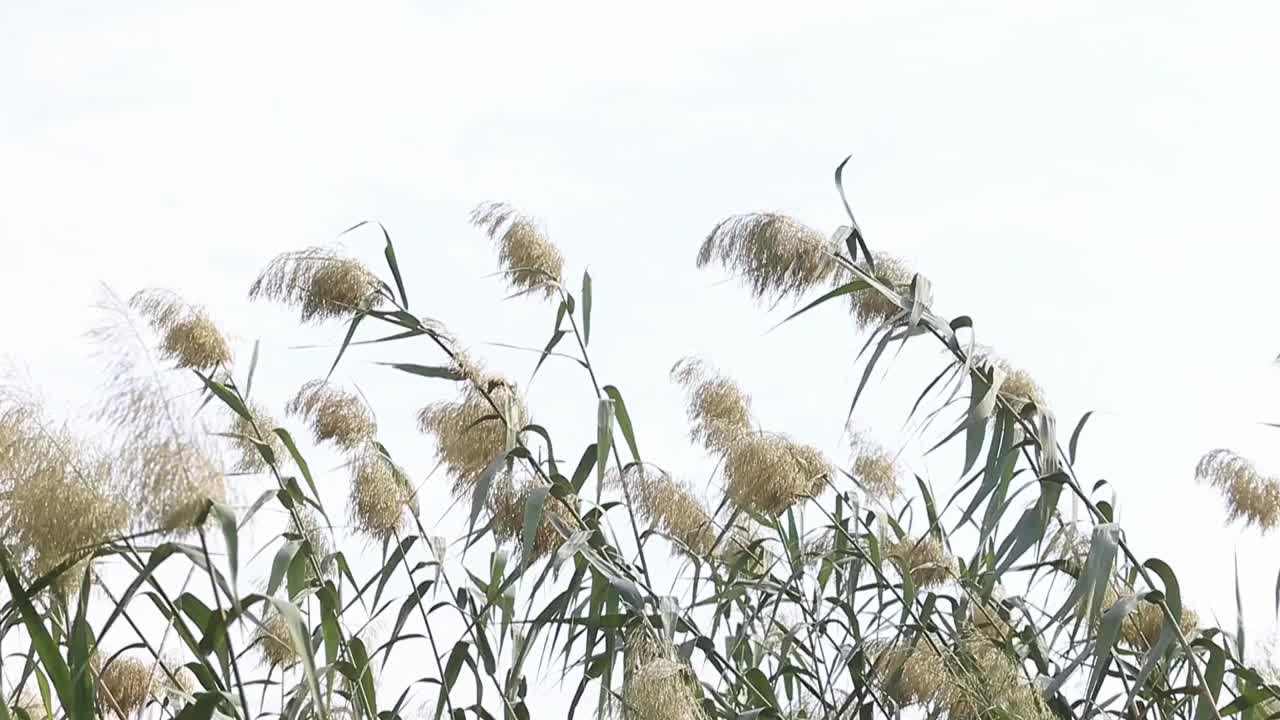 芦苇在风中摇曳，枯干的芦苇在河边视频素材