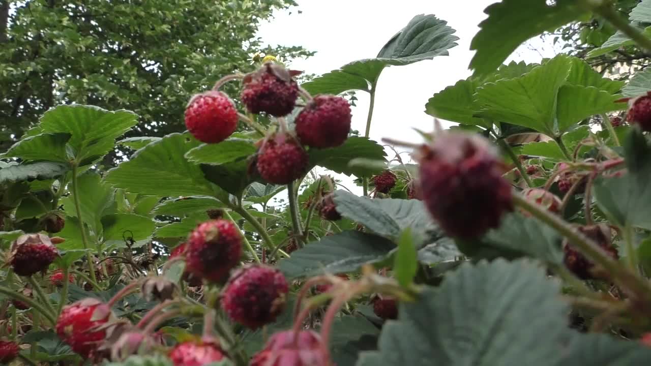 森林里最早的浆果野草莓。它之所以叫“野草莓”，是因为它的果实长得很接近地面视频素材