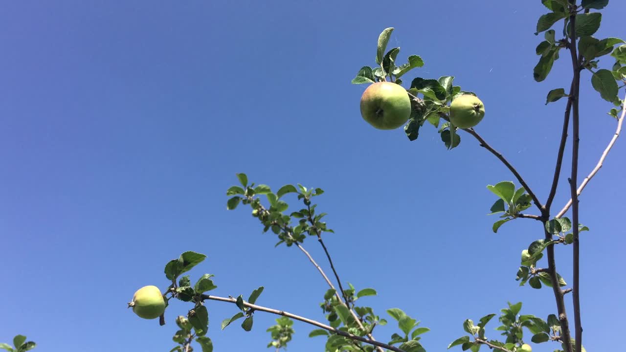 树枝上的苹果和树叶随风摇摆，映衬着明亮的蓝天视频下载