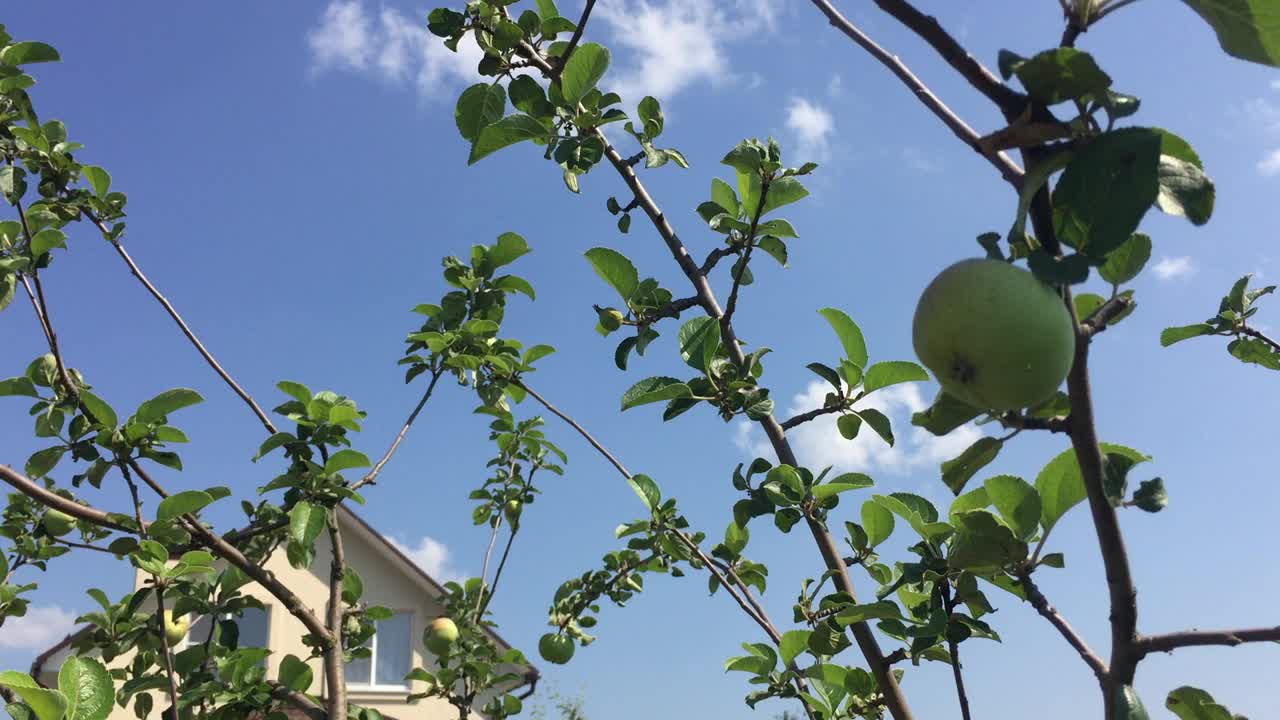 在蓝天的映衬下，苹果和树叶在树枝上荡秋千视频下载