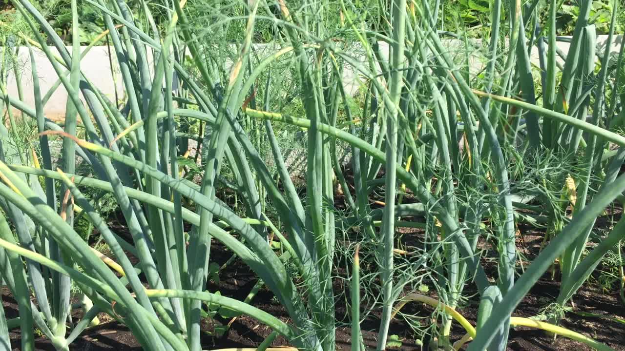 用新鲜透明的水浇在葱花顶上视频素材