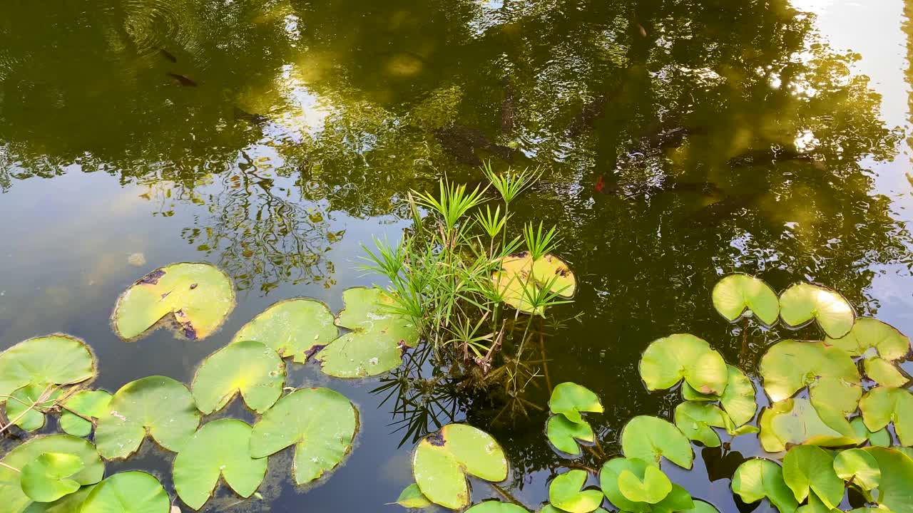 池塘视频素材