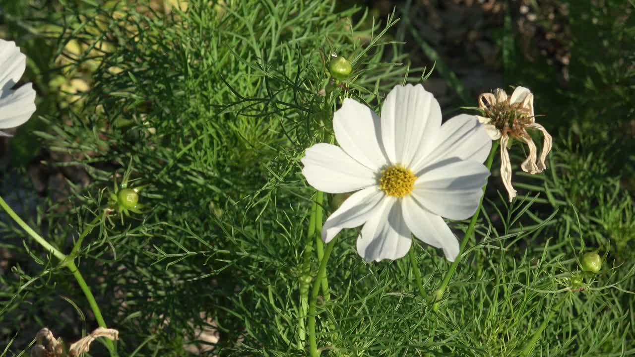 近距离观察花园中的白色宇宙花(Cosmos Bipinnatus)视频素材