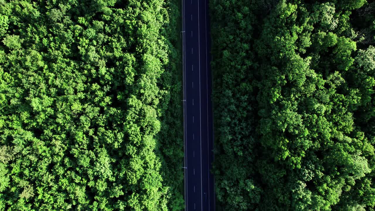 道路两侧绿油油的森林视频素材