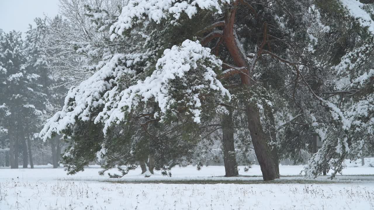 12月下雪时，树被雪覆盖。法兰克尼亚,巴伐利亚,德国。视频素材