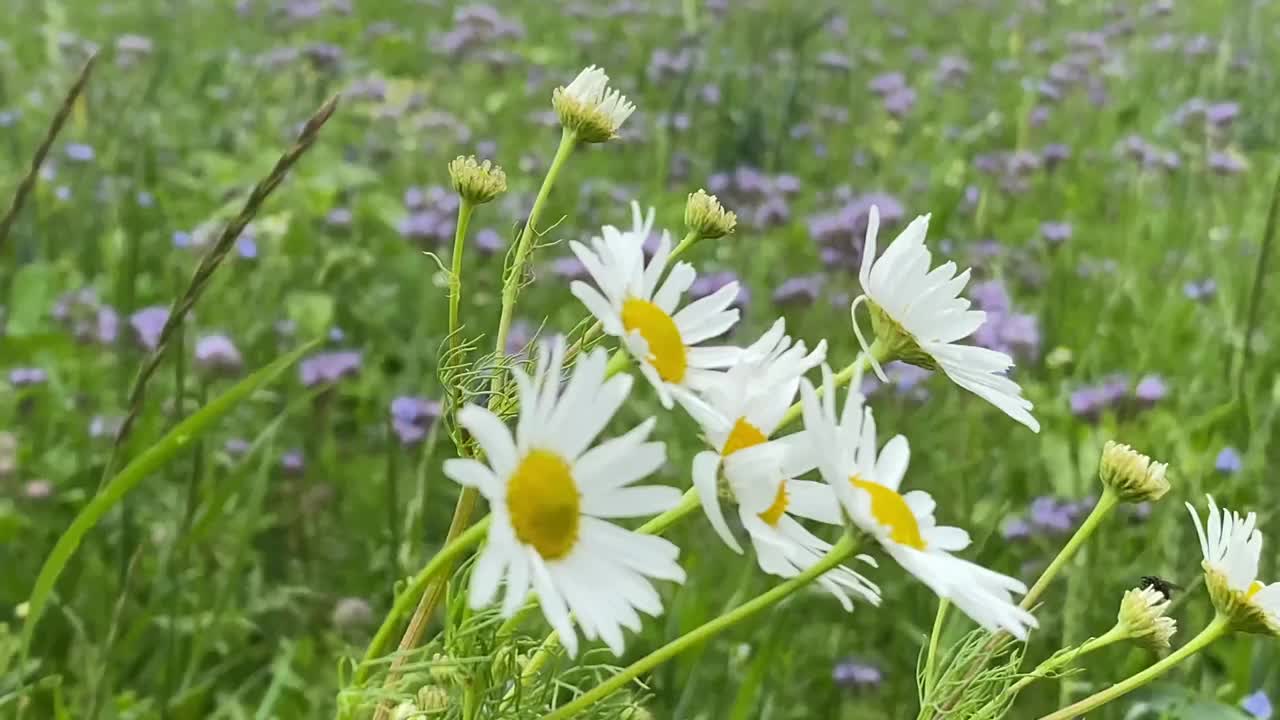 黄色和紫色的草甸花在风中编织。视频下载