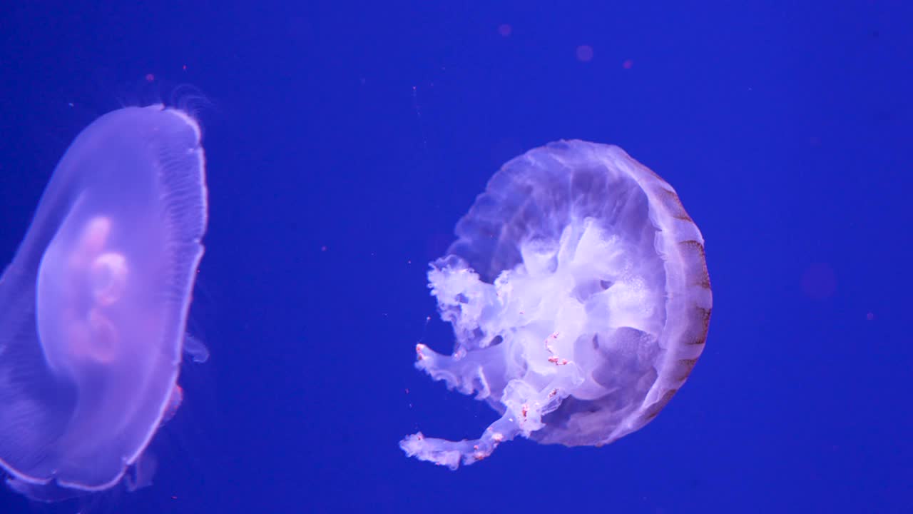 发光的水母在水族馆里游泳视频素材