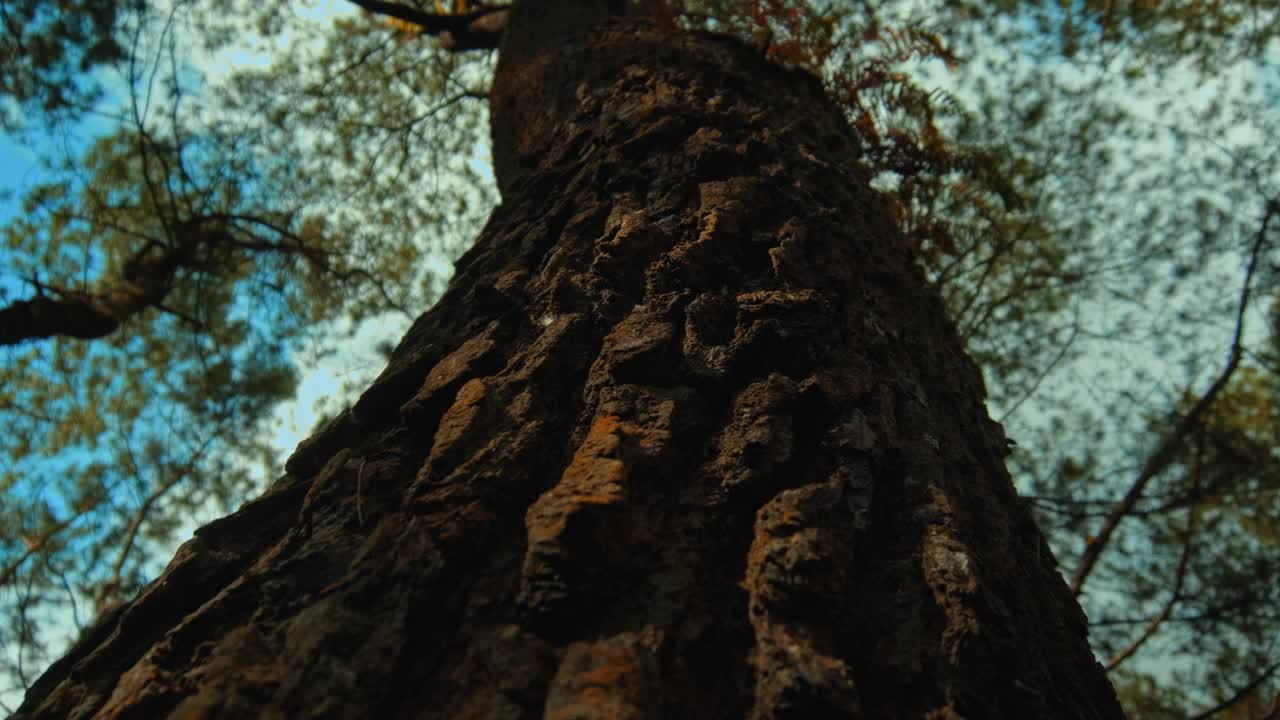 绿色森林与一棵大的高大的树与粗糙的树皮和日光透过树叶。从下往上看。视频素材