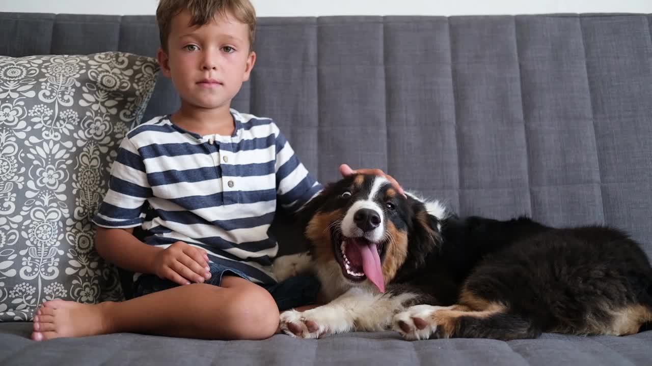 小男孩在沙发上抚摸澳大利亚牧羊犬小狗视频素材