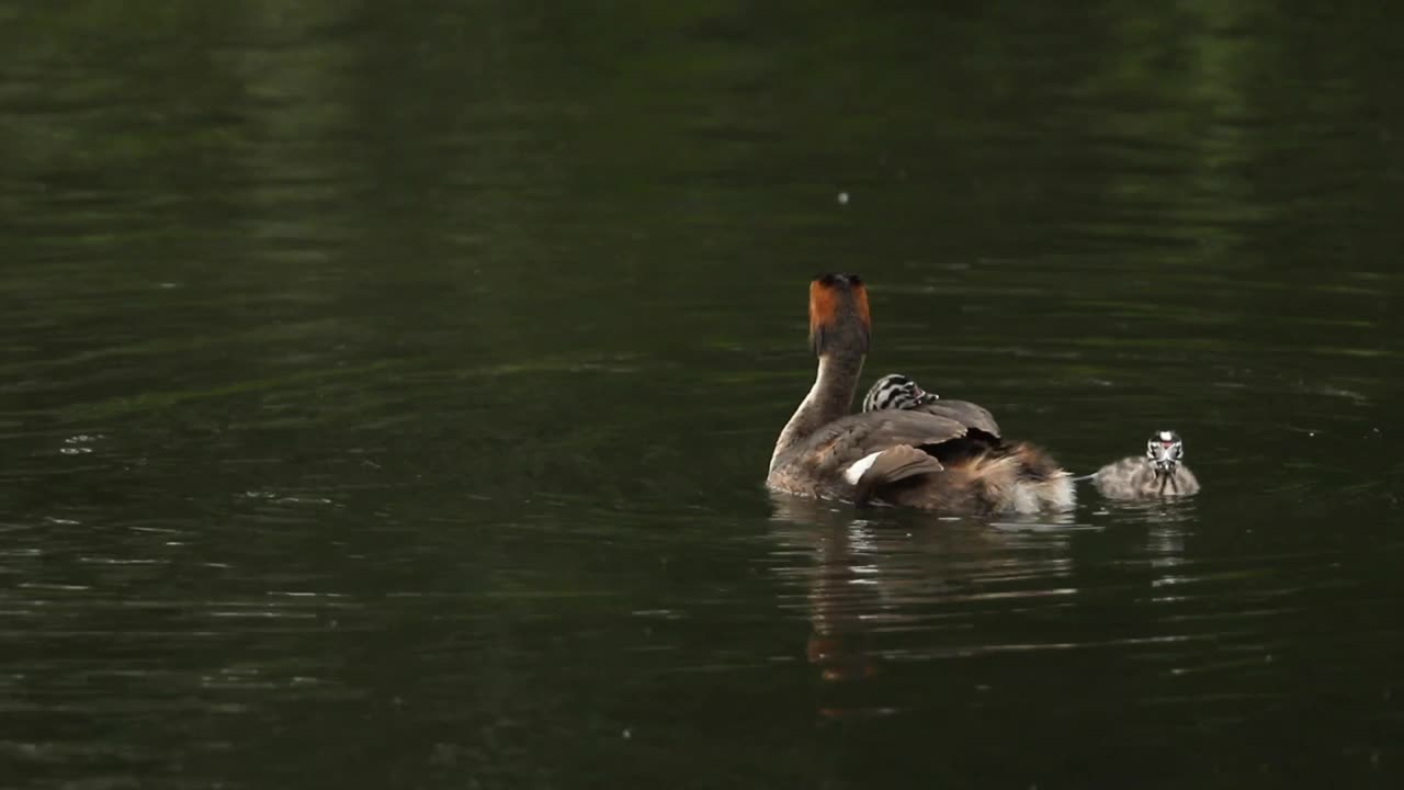 一只巨大的冠毛鸊鷉，Podiceps cristatus，在河上游泳，它的一个孩子躺在它的背上，另一个在它旁边游着。视频素材