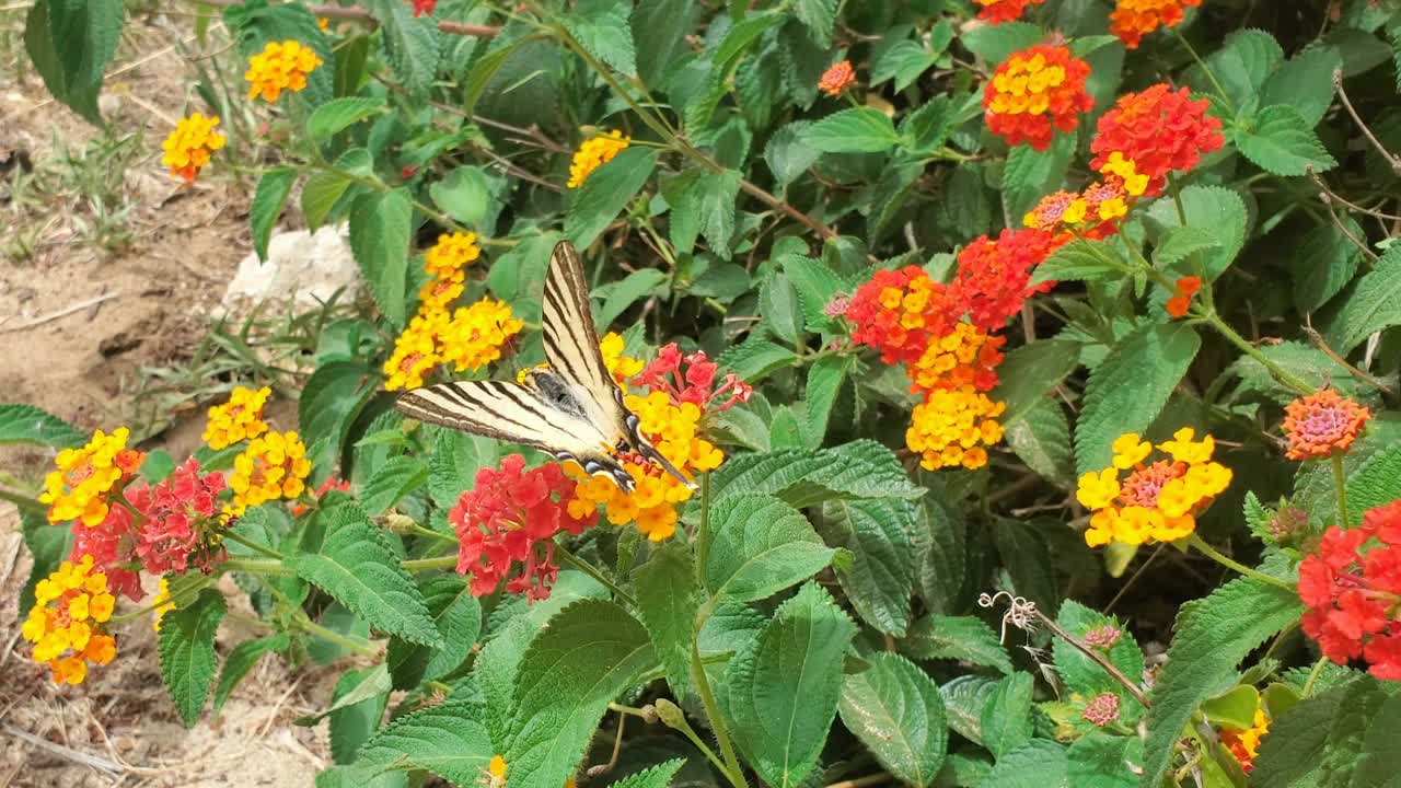 野生凤蝶在花草地上飞舞，昆虫动物野生视频素材