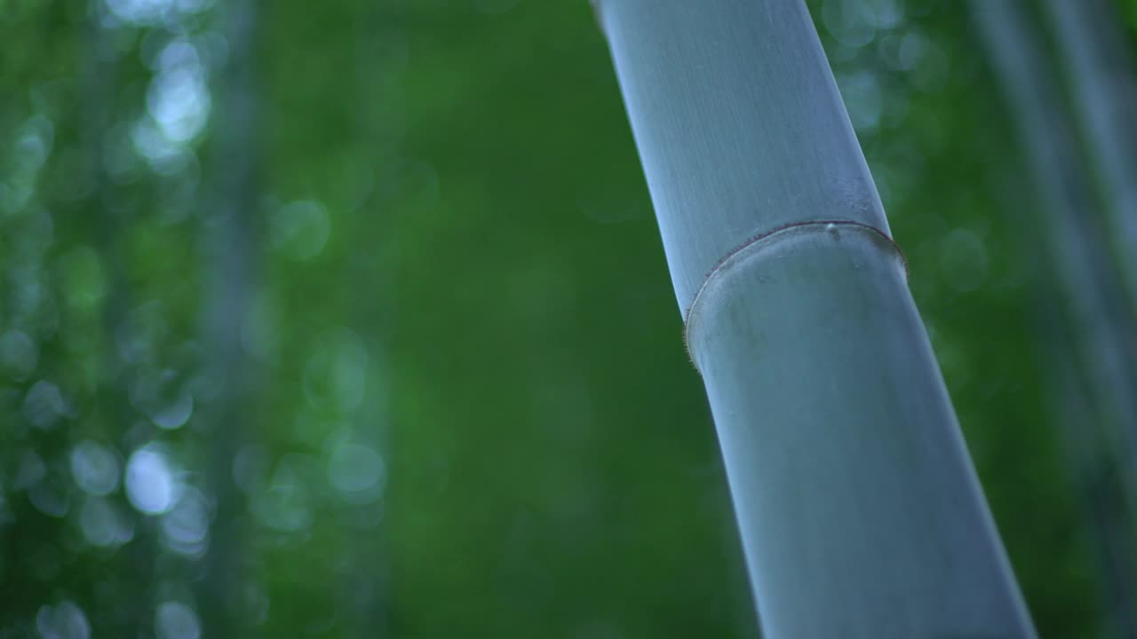 夏季竹林视频素材