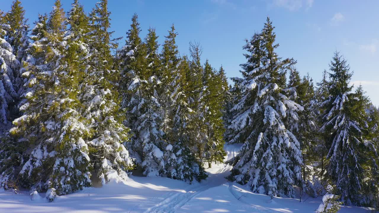 这是一片白雪覆盖的小空地，在夜空的衬托下，有许多滑雪道和单一的圣诞树视频素材