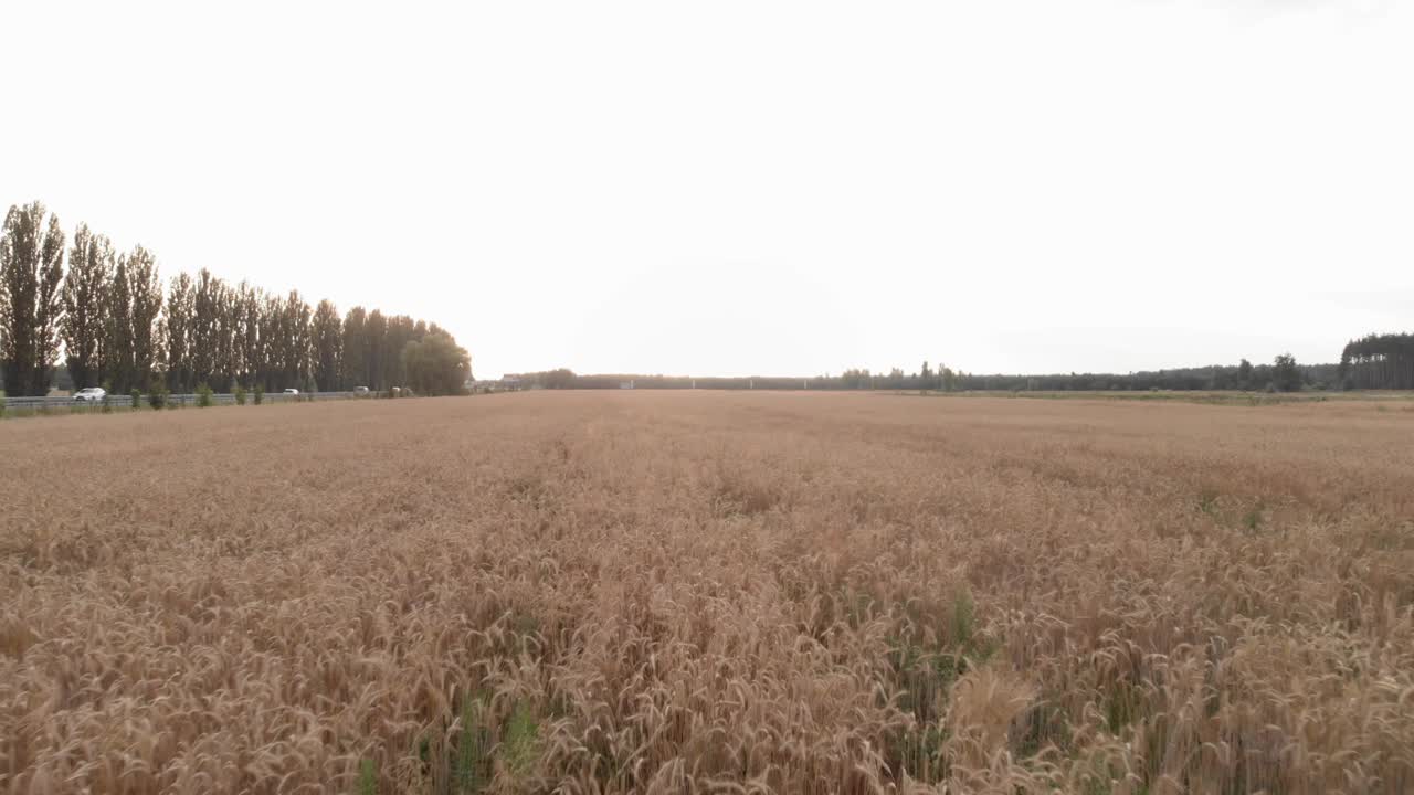 黑麦。麦田里的麦穗。农业收割小麦。农业的概念。夏天地里的小麦大丰收。农学的概念视频素材