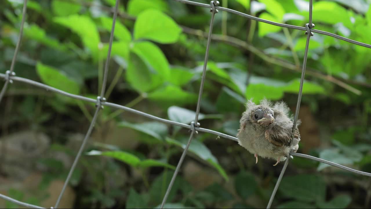 红雀喂幼鸟视频素材