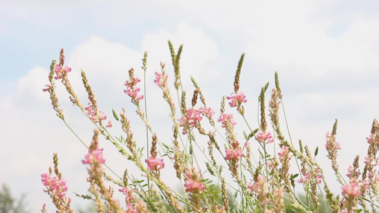 美丽的红豆草的粉红色野花慢慢地从和风明媚的夏日移动视频素材