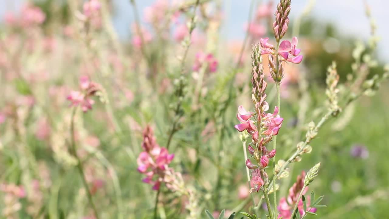 美丽的红豆草的粉红色野花慢慢地从和风明媚的夏日移动视频素材