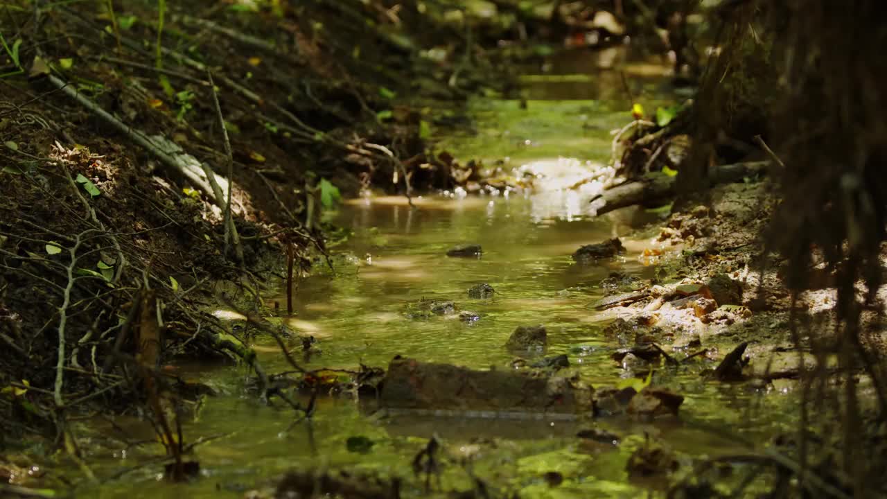 美妙的急流与淡水。视频素材