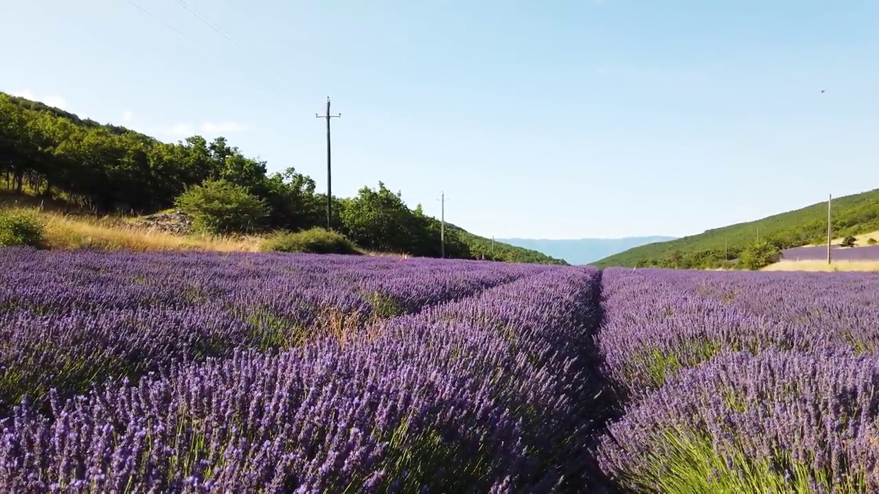 夏天的薰衣草田视频素材