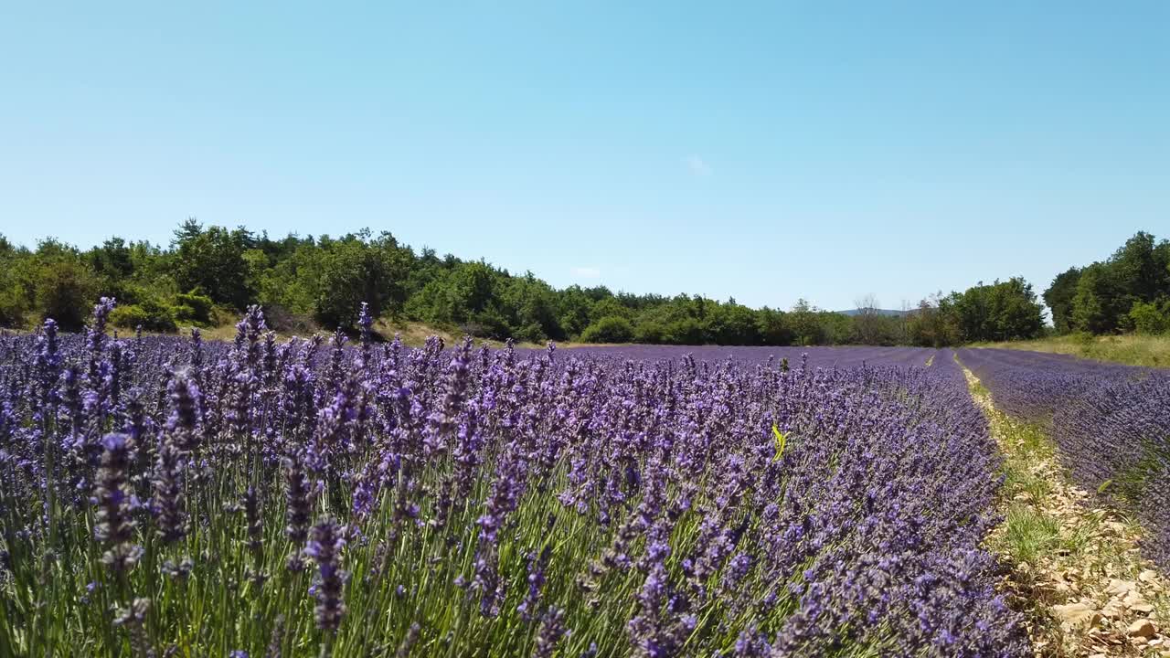 夏天的薰衣草田视频素材