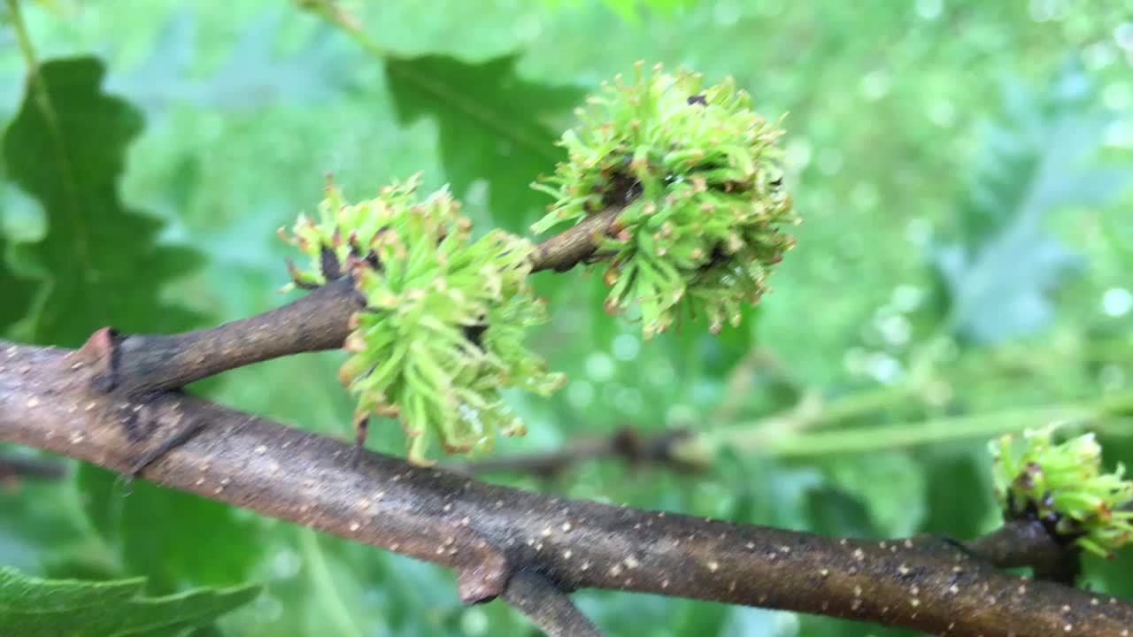 土耳其橡树(栎属)-幼小的橡子形成视频素材