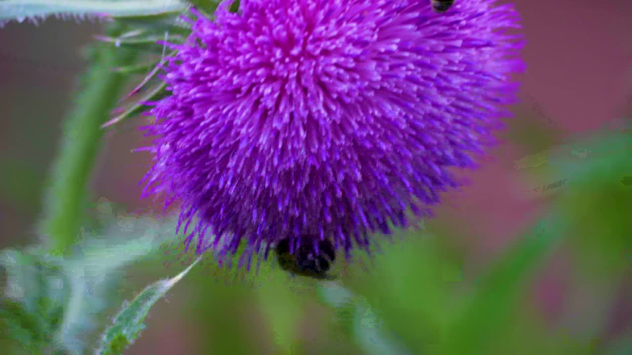 蜜蜂和大黄蜂在花上采集花蜜视频素材