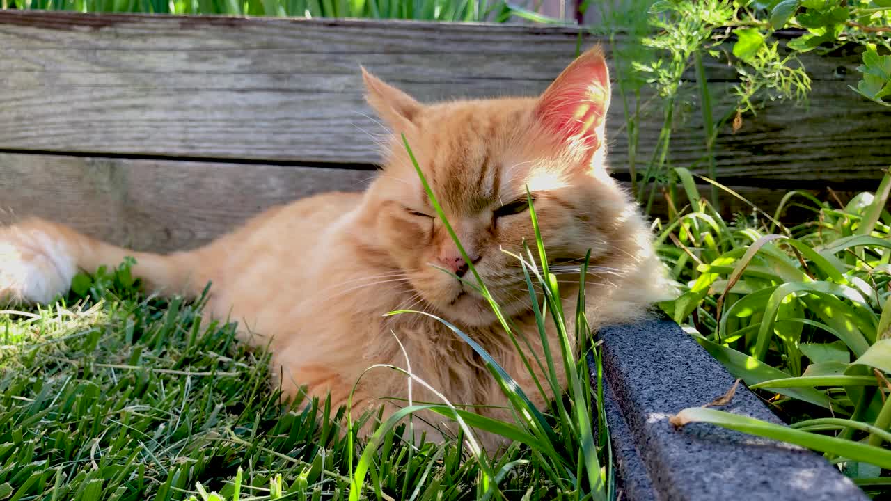 姜猫在修剪过的草地上休息视频素材