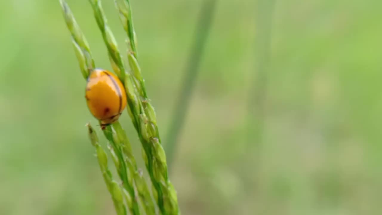 瓢虫视频素材