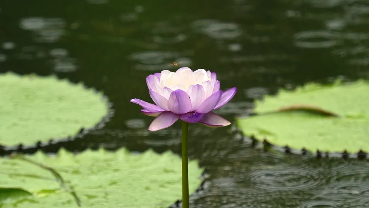 美丽的紫色睡莲在宁静的池塘，雨水落在水面上，小蜜蜂飞过它，慢镜头b滚动镜头。视频素材