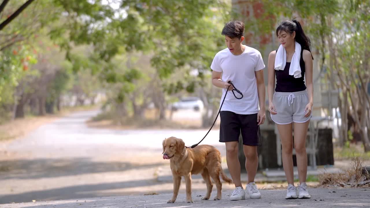 年轻男女穿着运动服跑步和遛狗。精力充沛的拉布拉多金毛猎犬幼犬在户外公园与人玩耍，美丽的树木。视频素材