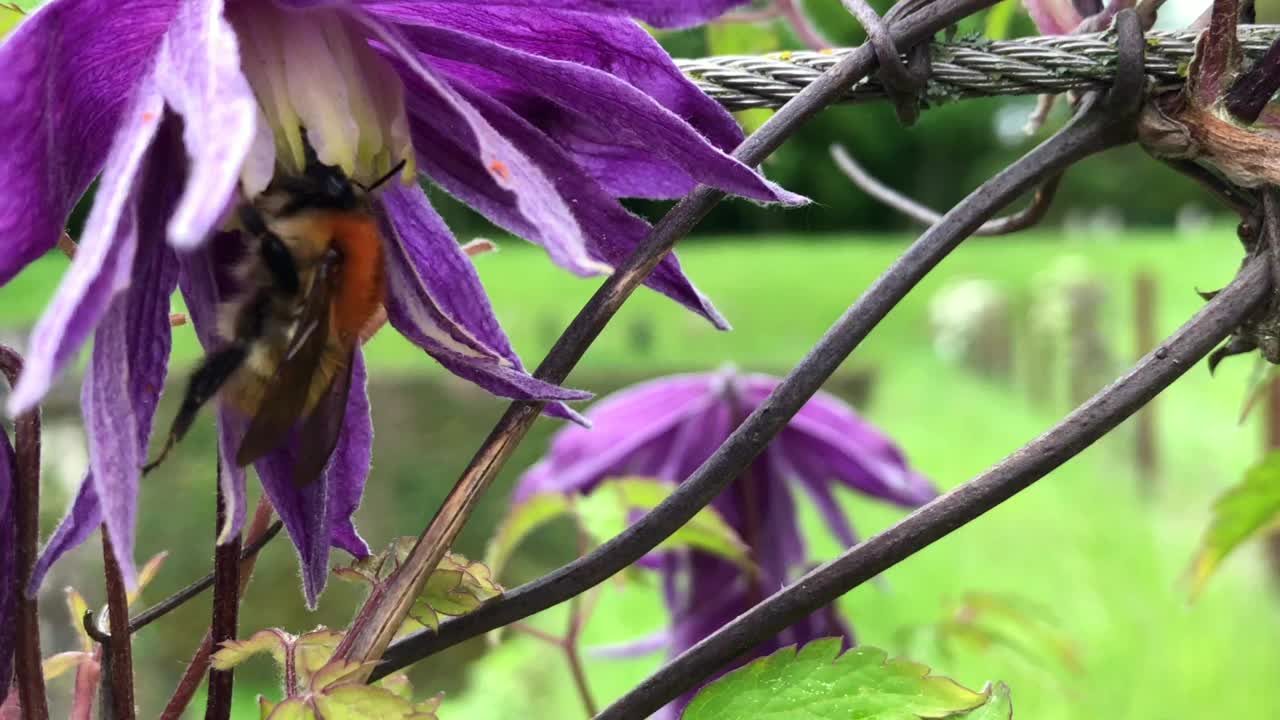 紫色铁线莲花上的蜜蜂视频素材