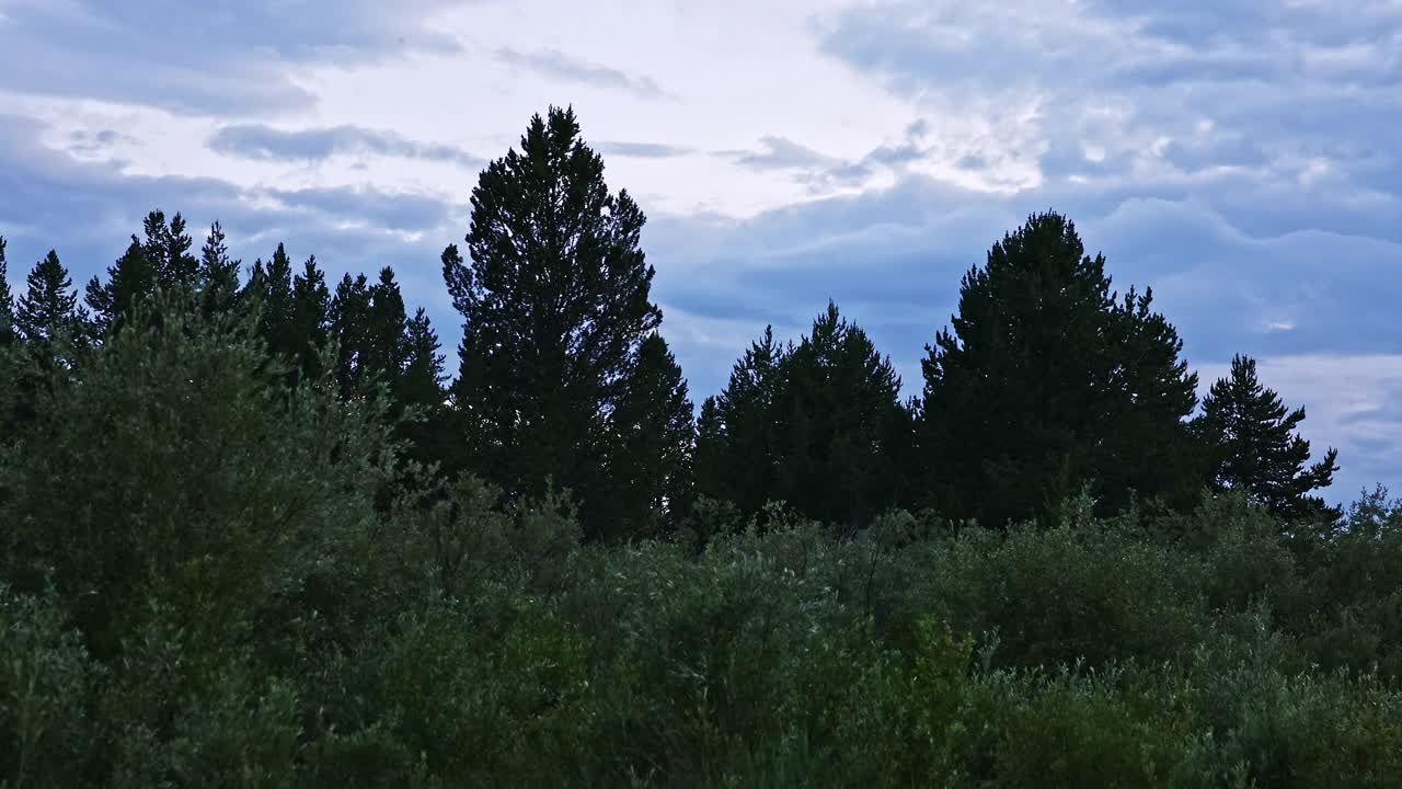 在蒙大拿的荒野中，绿色的植被在黄昏时像昆虫一样飞翔视频素材