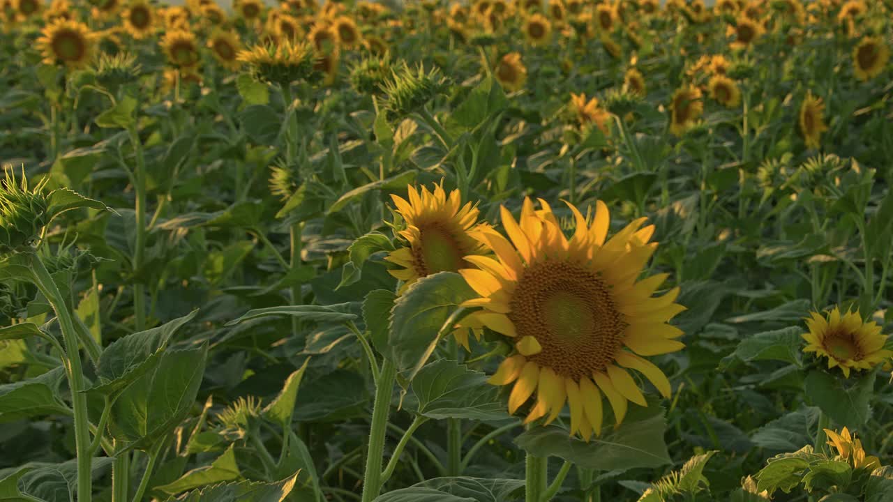 田野里盛开的向日葵视频素材