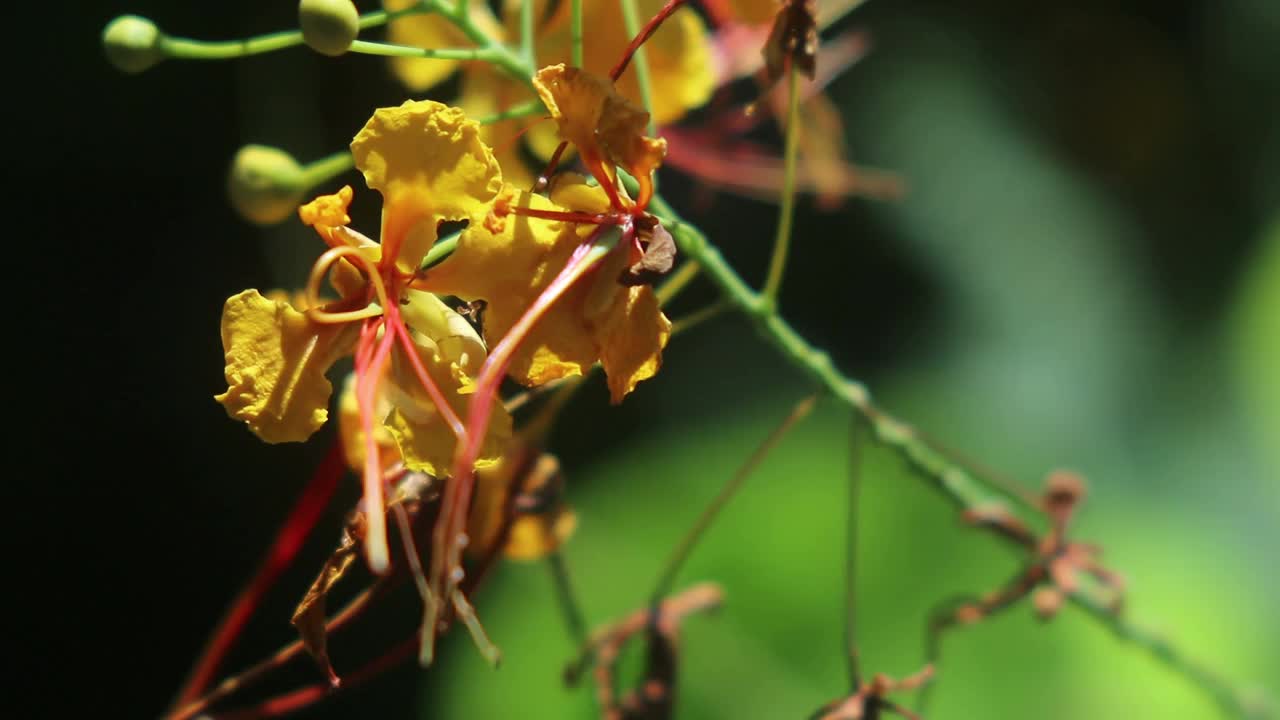 巴巴多斯的骄傲，孔雀花在自然的光，自然的背景视频素材