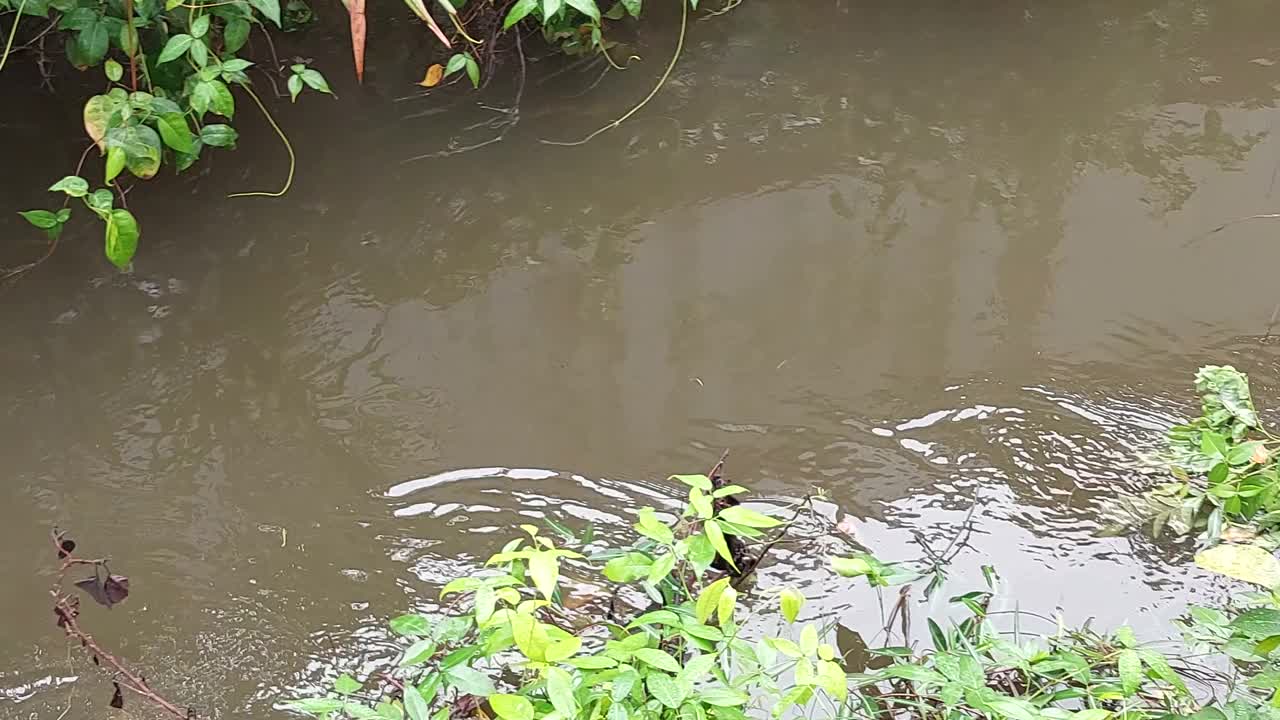 水渠里的垃圾泡沫箱和塑料瓶视频素材