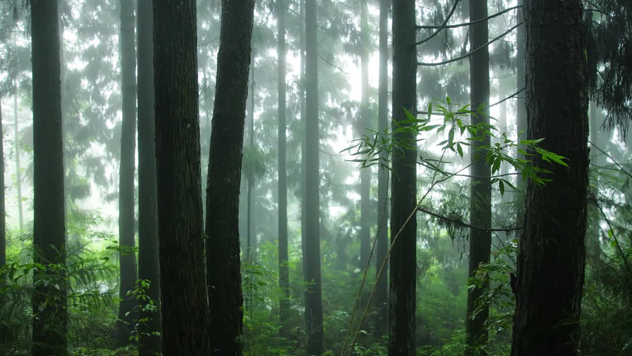 雨中的森林视频素材