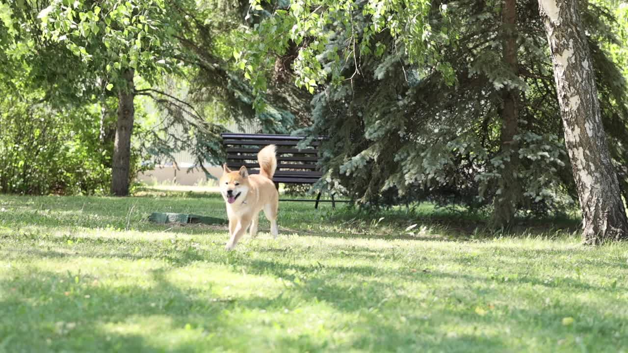 可爱快乐的狗狗Shiba Inu在绿色的草地上跑着，看着相机，在夏天玩得很开心视频素材