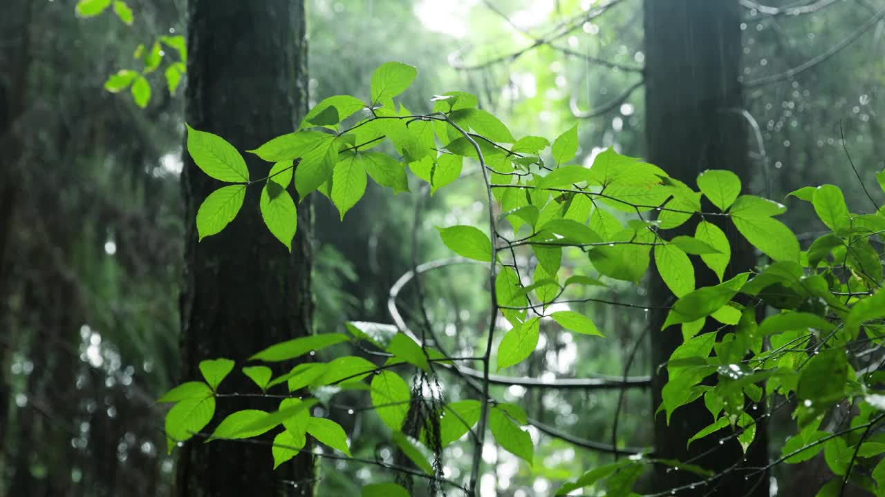 森林里的树叶在下雨视频素材